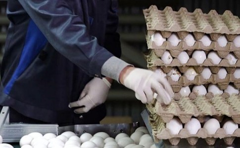 چرا قیمت تخم مرغ دوباره افزایش یافت/ بازارگرمی تولید کنندگان یا بی خبری مسئولان؟