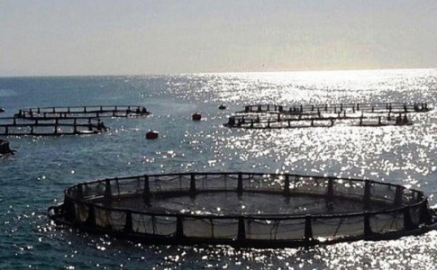 شناسایی ظرفیت تولید ۵۰ هزار تن ماهی در نوار ساحلی سیستان و بلوچستان