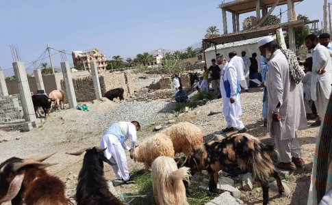 بازار عید قربان زیر ذره بین ۶۱ اکیپ ثابت و سیار/تشدید نظارت بهداشتی دامپزشکی در سیستان و بلوچستان