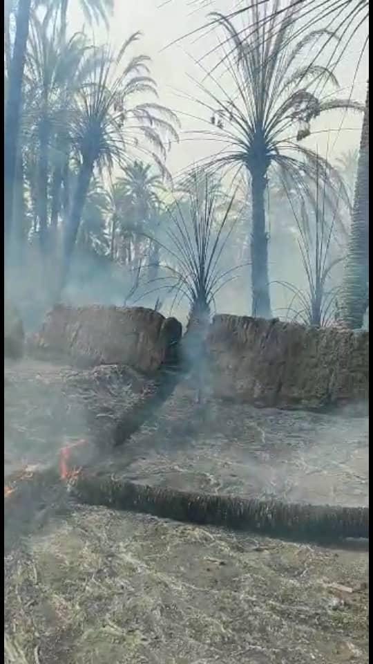 خسارت ٢٠ میلیارد ریالی آتش سوزی به نخلستانهای "دامن"