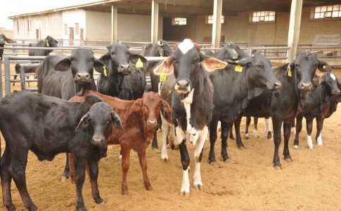 تلقیح مصنوعی گاوهای بومی برای دستیابی به افزایش تولید شیر و گوشت در سیستان وبلوچستان