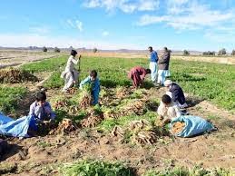 تولید٣١۴ هزار تن انواع سبزیجات در سیستان وبلوچستان