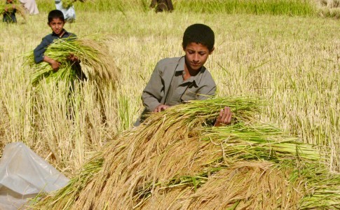 برداشت برنج از شالیزارهای شهرستان خاش آغاز شد