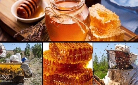 مرغوب ترین عسل ایران همچنان گمنام است/ بنیاد برکت در صدد احداث اولین کارخانه فرآوری و بسته بندی عسل در کردستان است