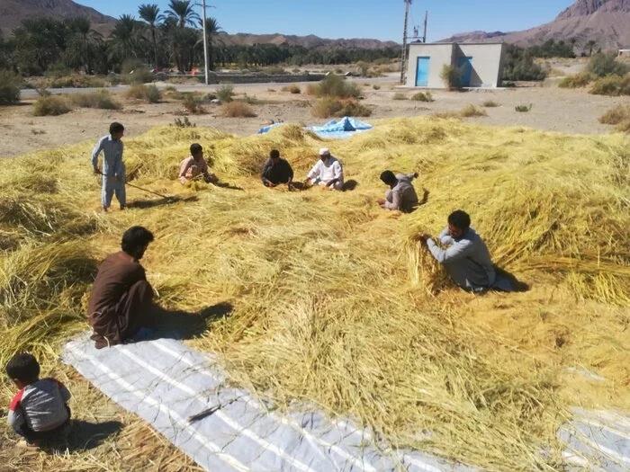 برداشت برنج از شالیزارهای شهرستان ایرانشهر