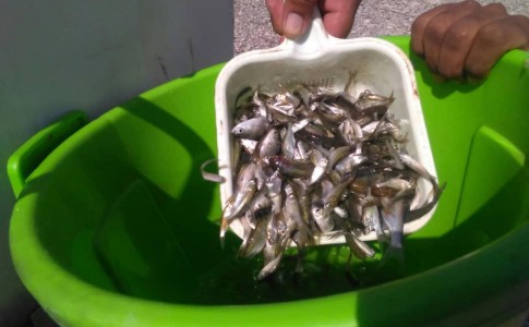 رها سازی ۶۵ هزار قطعه بچه ماهی گرم آبی در منابع آبی فنوج
