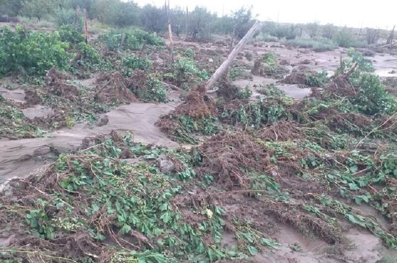 زحمات چند‌ ساله کشاورزان سیستان و بلوچستان در خاک مدفون شد/ خسارت ٣۶٠٠ میلیارد تومانی مونسون به کشاورزی  ‏