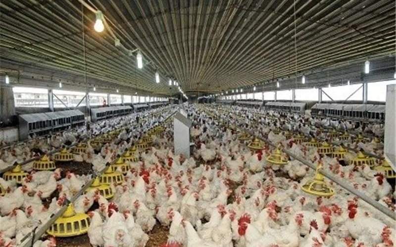 تولید بیش از ۸۶۰ تن گوشت مرغ در مهرستان 