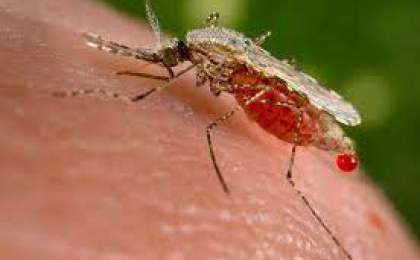 ۳۸۰ شهروند سیستانی و بلوچستانی در دام مالاریا
