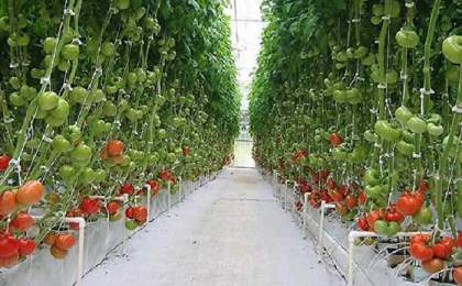 ۵۰ هزار تن محصولات باغی و گلخانه‌ای در سیستان و بلوچستان برداشت شد