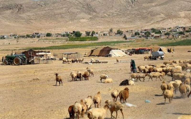 چوب حراج خشکسالی بر دام‌های عشایر سیستان