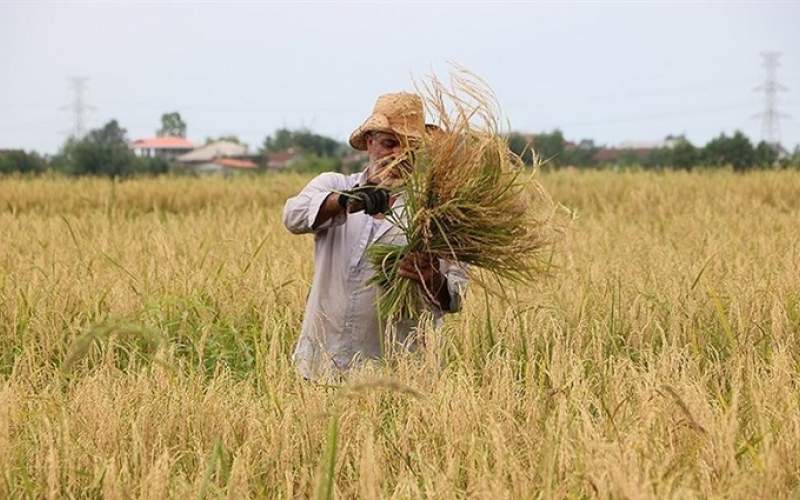 برداشت برنج در فنوج سیستان و بلوچستان آغاز شد