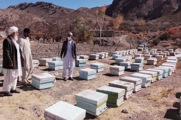 شهرستان تفتان قطب تولید عسل در سیستان و بلوچستان