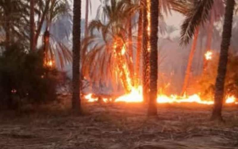 بیش از ۷۰۰ اصله نخل مثمر روستای شیبان در اثر آتش‌سوزی طعمه حریق شدند
