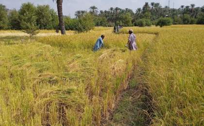 برداشت برنج از شالیزارهای شهرستان خاش