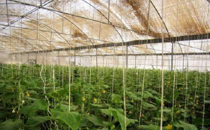 خاش قطب تولید محصولات گلخانه‌ای در سیستان و بلوچستان است