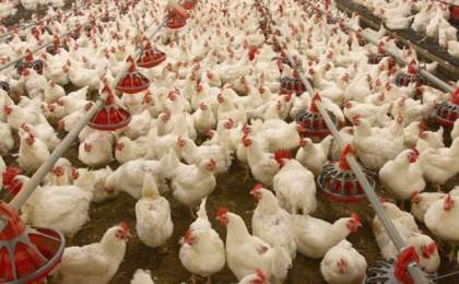 احداث ۱۸ واحد جدید مرغداری صنعتی در مهرستان