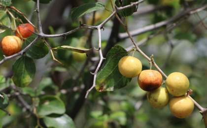 برداشت میوه گرمسیری کُنار در سیستان و بلوچستان آغاز شد