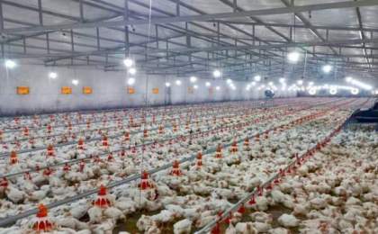 تولید ۴۱ هزار تن گوشت مرغ در سیستان و بلوچستان